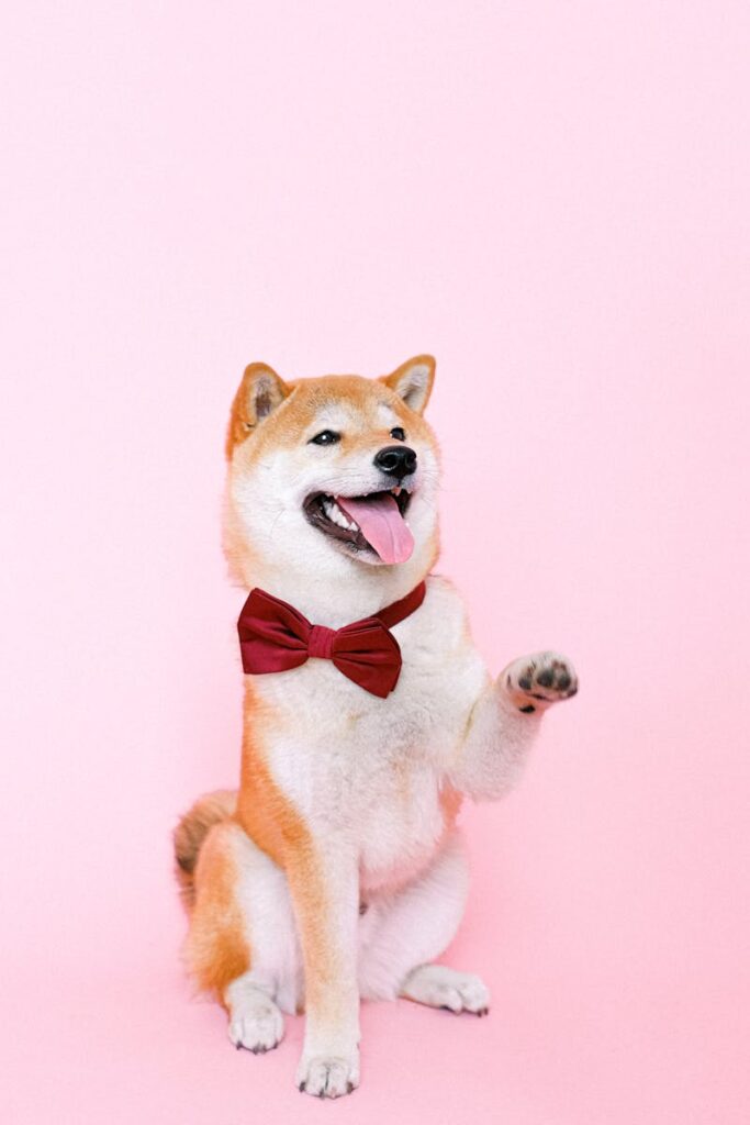 Contacto Clínvet Mora Biar - Cute Shiba Inu dog wearing a red bowtie on a pink background, raising a paw in a playful pose.